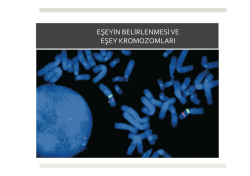 B&Ouml;L&Uuml;M 8: Eşeyin Belirlenmesi ve Eşey Kromozomları