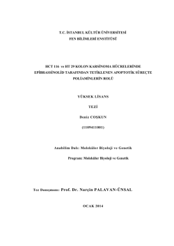 Deniz Coskun - İstanbul K&uuml;lt&uuml;r &Uuml;niversitesi