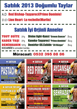 Satılık 2013 Doğumlu Taylar