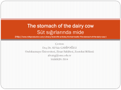 süt ineği midesi-30 mart 2014