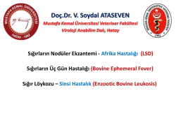 Sığır L&ouml;ykozu (BLV)