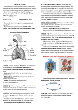 solunum sistemi solunum sistemi organları