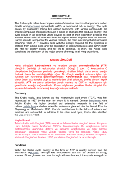 KREBS CYCLE - Ali Vaiz Garipoğlu
