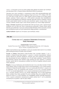 (Cornaceae) Polen Morfolojisi