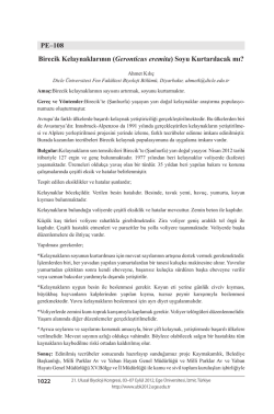 (Geronticus eremita) Soyu Kurtarılacak mı?