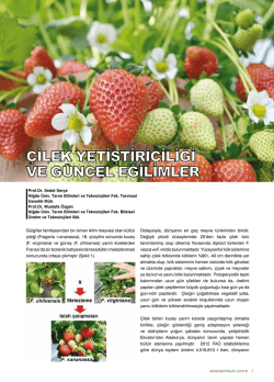 &Ccedil;İLEK YETİŞTİRİCİLİĞİ VE G&Uuml;NCEL EĞİLİMLER