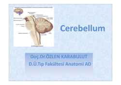 Cerebellum