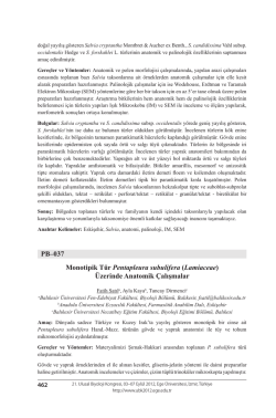 (Lamiaceae) &Uuml;zerinde Anatomik &Ccedil;alışmalar