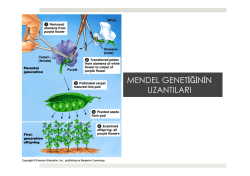 Drosophila - Prof. Dr. Bektaş TEPE