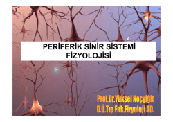 PERİFERİK SİNİR SİSTEMİ FİZYOLOJİSİ
