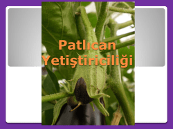Patlıcan Yetiştiriciliği