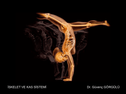 İskelet ve Kas Sistemi