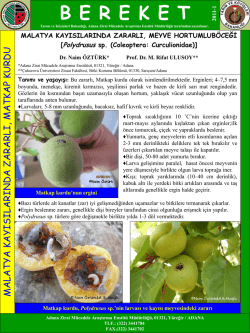 Kayısılarda Hortumlu B&ouml;cek