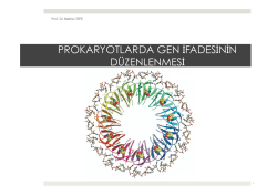 16. Prokaryotlarda Gen İfadesinin D&uuml;zenlenmesi.pptx