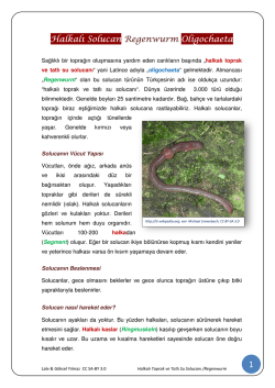 Kataloğumuz - y&ouml;nder okulları bah&ccedil;ek&ouml;y