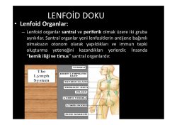 LENFOİD DOKU