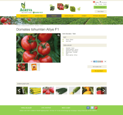 Domates tohumları Alı̇ye F1