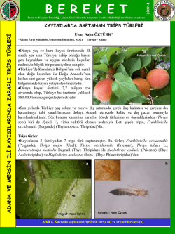 T.P.B. (N.&Ouml;.) / 33 - Yapı Denetimi Programı