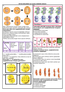 Mitoz Konulu Test