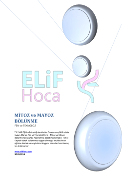 Mitoz ve Mayoz B&ouml;l&uuml;nme - ELiF Hoca Eğitim Sayfasına Hoşgeldiniz