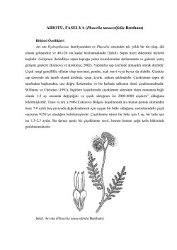 17.Arıotu - Ziraattube