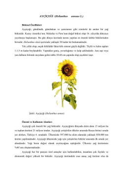 13.Helianthus