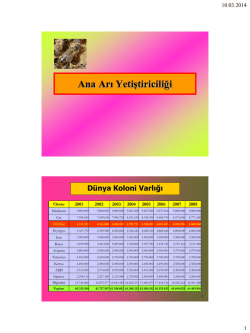 Ana Arı Yetiştiriciliği