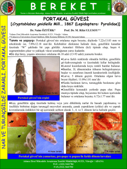 Portakal G&uuml;vesi