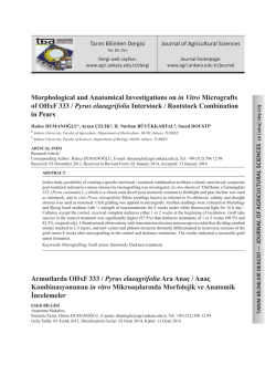 Morphological and Anatomical Investigations on in Vitro Micrografts