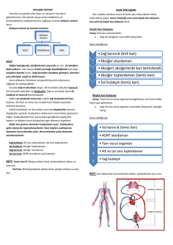 •Sağ karıncık (kirli kan) •Akciğer atardamarı •Akciğer