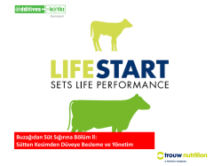 Buzağıdan S&uuml;t Sığırına B&ouml;l&uuml;m ll: S&uuml;tten Kesimden