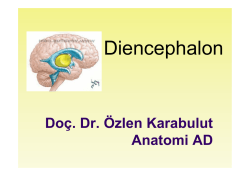 Diencephalon