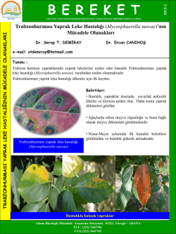 Trabzon Hurması Yaprak Leke Hastalığı