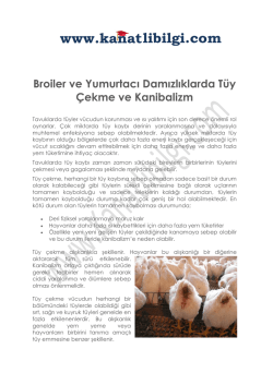 Broiler ve Yumurtacı Damızlıklarda T&uuml;y &Ccedil;ekme ve Kanibalizm adlı