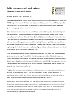 Buğday genomunun genetik taslağı aralanıyor