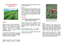 A&ccedil;ık Alanda Domates Yetiştiriciliği