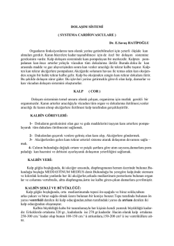 DOLAŞIM SİSTEMİ ( SYSTEMA CARDİOVASCULARE ) Dr. E.Savaş