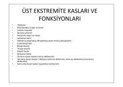 üst ekstermite kasları ve fonsiyonları