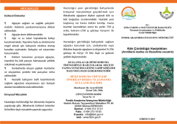 8- K&ouml;k &Ccedil;&uuml;r&uuml;kl&uuml;ğ&uuml; Hastalıkları