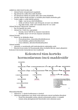 ADRENAL BEZ HASTALIKLARI &bull; Adrenal bezler retroperitoneal