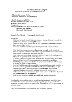 Sinir Sisteminin Gelişimi