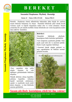 Susamda Fitoplasma Phyllody Hastalığı
