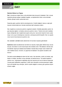 Derinin G&ouml;revi ve Yapısı