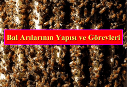 Belge_bal arılarının yapısı ve g&ouml;revleri_1WZEQ