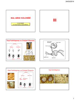 bal arısı kolonisi - Ankara Üniversitesi Ziraat Fakültesi
