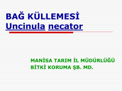 BAĞ K&Uuml;LLEMESİ Uncinula necator