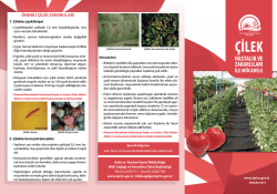 &Ouml;NEMLİ &Ccedil;İLEK ZARARLILARI - TC Gıda Tarım ve Hayvancılık