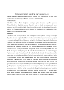 &uuml;riner sistemin spesifik enfeksiyonları