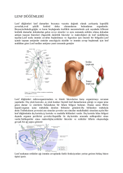 LENF D&Uuml;Ğ&Uuml;MLERİ