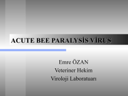 akut bee paralysis virus